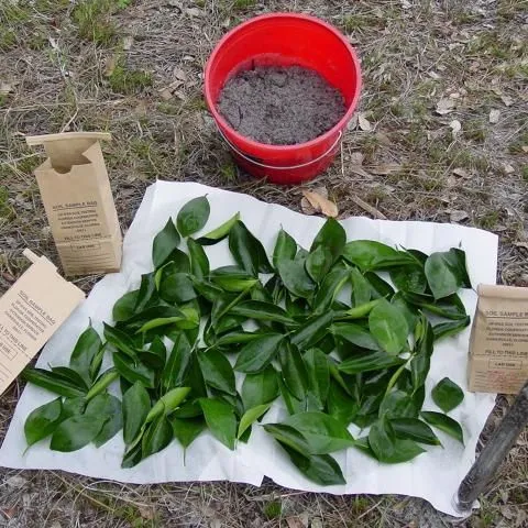 thumbnail for publication: Nutrition of Florida Citrus Trees, 3 Edition: Chapter 4. Soil and Leaf Tissue Testing